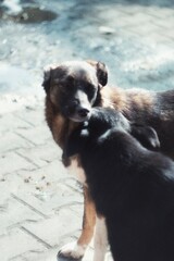 Dog on the Street: Urban Life and Pet in Public Space