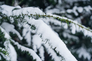 Winter background of snow covered plants trees and branches in the city park on cold day. White nature