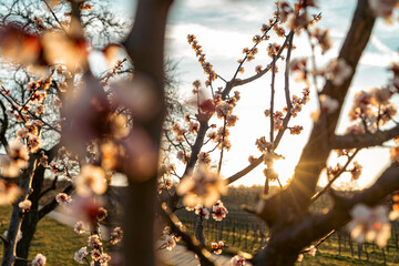 flower buds in spring in sunset