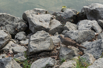 A zebra dove walks on the rocks near the pond  at Makut Rommayasaran Park, Nonthaburi, Thailand