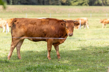Naklejka na ściany i meble A Red Brown Cow Grazing in a Field