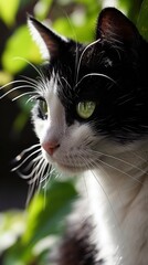Black and White Cat With Green Eyes - Fierce, Graceful, and Adorable