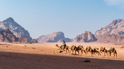 Fototapeta na wymiar Caravane de dromadaires dans le désert du Wadi Rum en Jordanie - Moyen Orient