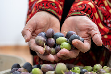 Palestinian female holding heep of olives in her hands