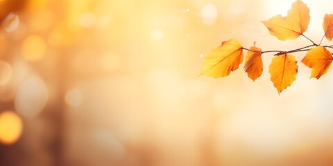 Naklejka na ściany i meble autumn colored leaf branch on abstract blurred yellow nature background with defocused sun lights, fall season concept banner with copy space