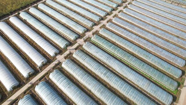 plastic greenhouse in field