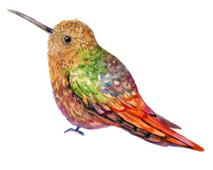 Beautiful Watercolor Hummingbird Bird - 705080928