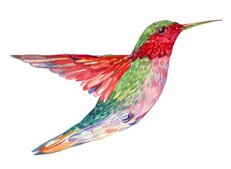 Beautiful Watercolor Hummingbird Bird - 705080961