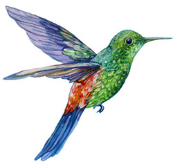 Beautiful Watercolor Hummingbird Bird
