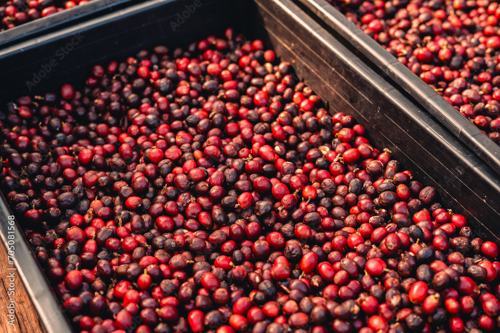 Sticker red cherry coffee beans In the basket drying