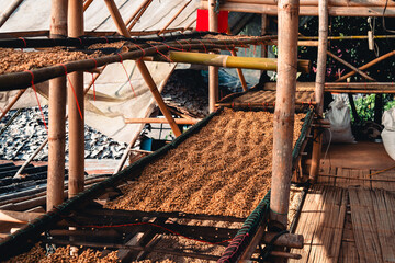 Coffee beans are being dried in a drying plant