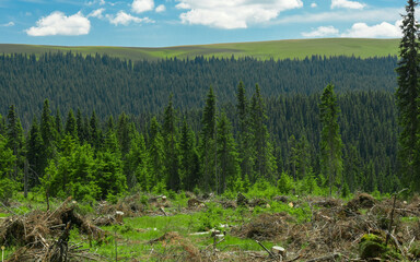 A exploitation of a coniferous forest. Spruce trees are cut down inside the woodland. Tree trunks are laying on the meadows. Environment preservation, Carpathia, Romania.