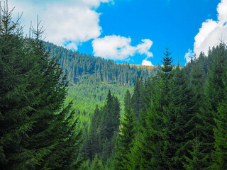 The alpine forested mountainsides of Caindrel Mountains. The mountain peaks are positioned along Sadu Valley. Summer, the coniferous forests are all green. Carpathia, Romania. - obrazy, fototapety, plakaty