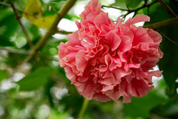 Large pink flowers are blooming vigorously.