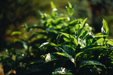 Fresh green tea leaf shoots in nature