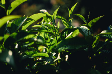 Fresh green tea leaf shoots in nature
