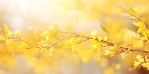 Obraz na płótnie Canvas flowering forsythia in springtime sunshine, floral spring background banner concept with copy space and defocused lights in saturated yellow color
