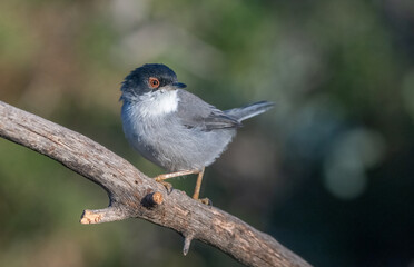 male Sardinian Warbler on the branch	