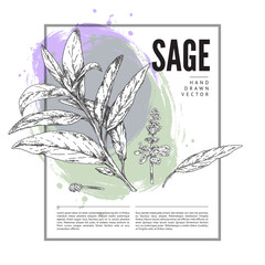 Sage herb, square design frame in sketch style, vector illustration