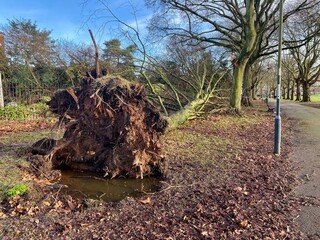 A tree downed in a storm in Derby, UK. January 2024.