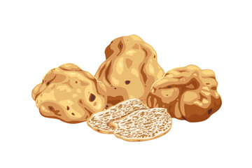 Italian original white truffles on a white background.Fresh sliced truffle. Delicacy exclusive truffle mushroom. on white background, vector illustration