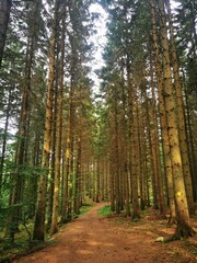 Fototapeta premium Old spruce forest with moss on the ground, Sweden. Swedish forest