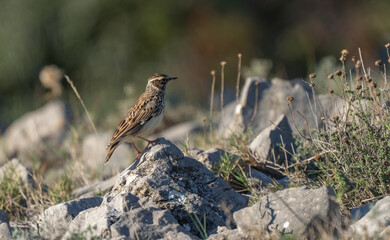 woodlark on the ground over a stone