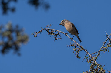 female european stonechat on a branch	
