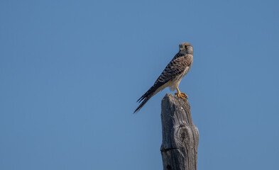 Common kestrel perched on a trunk	