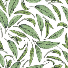 Seamless pattern with sage leaves, vector illustration on white background