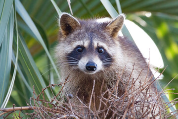 Raccoon looks down from top of palm tree