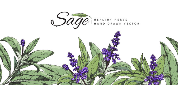 Sage branch with flowers seamless border banner. Aromatic medicinal herbs color sketch pattern with text space above. Hand drawn engraved botanical vector illustration design for invitation, card.