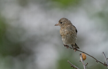 young european goldfinch on the branch	