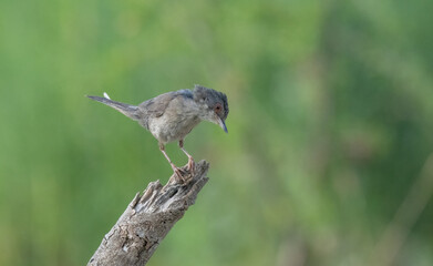 female Sardinian Warbler on the branch	