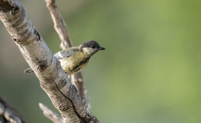 Obraz premium young great tit on the branch 