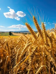 Naklejka premium Wheat field. Ears of golden wheat close up. Beautiful Rural Scenery under Shining Sunlight and blue sky. Background of ripening ears of meadow wheat field. Generative AI