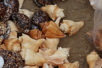 SEA SHELL ON SAND