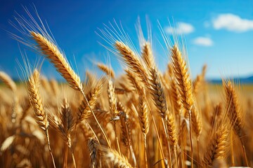 Fototapeta premium Wheat field. Ears of golden wheat close up. Beautiful Rural Scenery under Shining Sunlight and blue sky. Background of ripening ears of meadow wheat field. Generative AI
