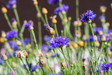 Summer landscape with wildflowers cornflowers blue in the field l