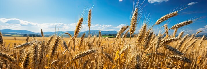 Wheat field. Ears of golden wheat close up. Beautiful Rural Scenery under Shining Sunlight and blue sky. Background of ripening ears of meadow wheat field. Generative AI