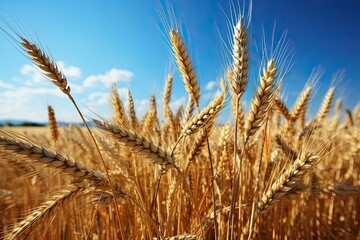 Fototapeta premium Wheat field. Ears of golden wheat close up. Beautiful Rural Scenery under Shining Sunlight and blue sky. Background of ripening ears of meadow wheat field. Generative AI