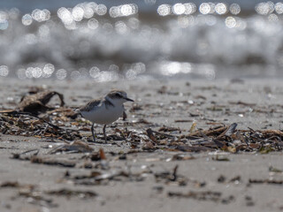 Kentish plover in the wild mediterranean beach	