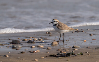 Kentish plover in the wild mediterranean beach	