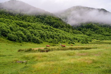 Cows grazing early in the morning in a pasture in the mountains, veils of fog and clouds hang in...