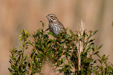 Savannah Sparrow perched on shrub