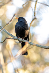 Male Blackbird (Turdus merula) Outdoors