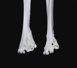 Pododermatitis, inflammation of the skin of the paw