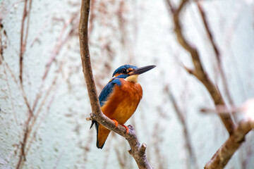 Common Kingfisher (Alcedo atthis) Outdoors