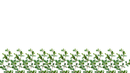 green grass bottom background