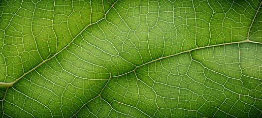 Obraz premium The texture of a green tree leaf, generative AI
